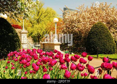 Beautiful colorful tulips bloom in a garden near the suspension bridge of Boston Publik Garden, near Boston Common on a sunny spring day Stock Photo