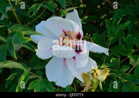 Paeonia suffruticosa is growing in the park. White plant, cultivated for its showy flowers. Stock Photo