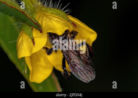 Adult Stingless Bee of the Tribe Meliponini Stock Photo