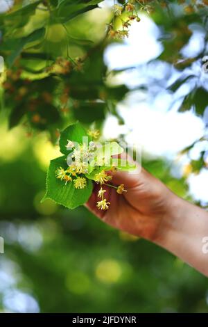 Hands pick the linden from the tree. Linden flowers in hands. Harvesting from a linden tree. Stock Photo