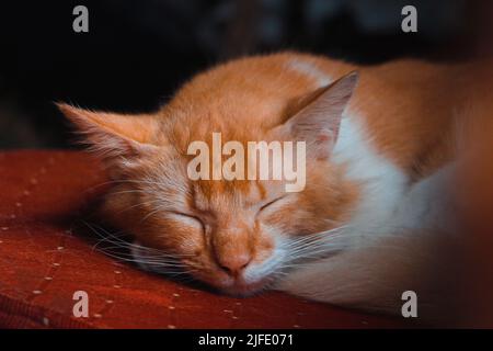 cute little brown and white cat sleeping on a red luxury chair Stock Photo