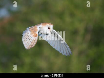 Barn Owl (Tyto alba) in flight Stock Photo