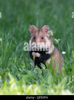 European Hamster (Cricetus cricetus) in a cemetery in Vienna, Austria Stock Photo