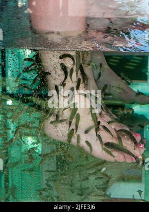 Tourists at fish doctor, doctor fishes (Garra rufa) cleaning feet of tourists, Playa del Ingles, Grand Canary, Canary islands, Spain Stock Photo