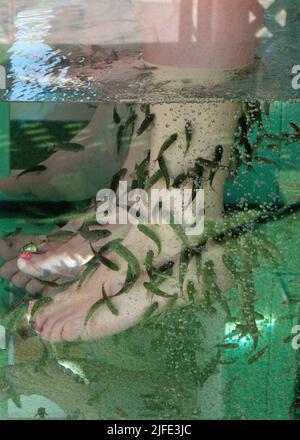 Tourists at fish doctor, doctor fishes (Garra rufa) cleaning feet of tourists, Playa del Ingles, Grand Canary, Canary islands, Spain Stock Photo