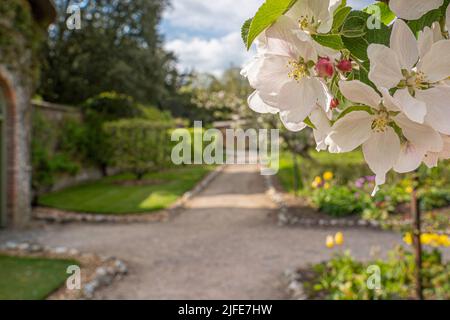 Apple blossom on one of the many fruit trees within the walled gardens at West Dean Gardens, near Chichester in West Sussex Stock Photo