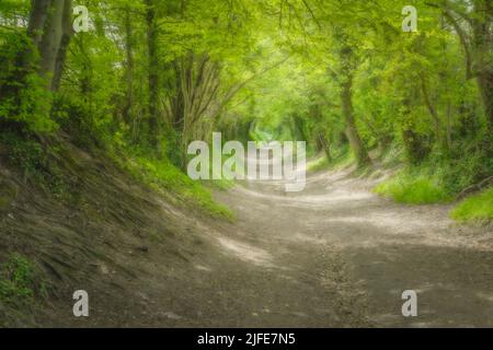 Natural Tree tunnel leading up to Halnaker windmill in the South Downs National Park near Chichester, West Sussex Stock Photo