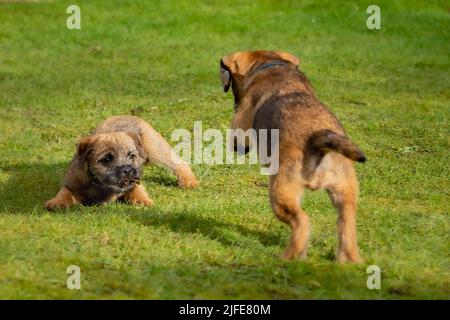 Border Terrier puppies playing together in a mock fight on green grass. Stock Photo