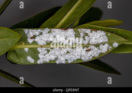 White Scale Insects of the Superfamily Coccoidea in a plant Stock Photo ...