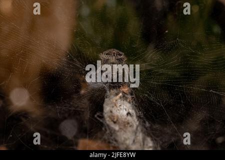 Adult Female Tropical Tent-web Spider of the species Cyrtophora citricola Stock Photo