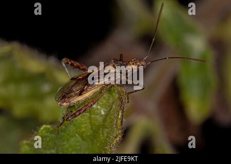 Adult Scentless Plant Bug of the Family Rhopalidae Stock Photo