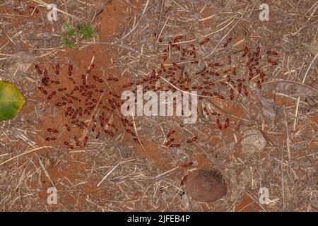 Adult Jawsnouted Termites of the species Syntermes molestus Stock Photo