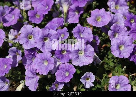 beautiful purple petunia flowers in the summer Stock Photo
