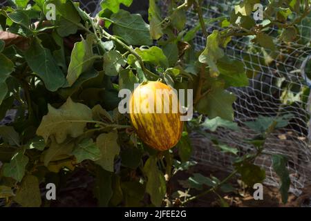 Fresh shiny big yellow Eggplant shaded. Yellow coloured brinjal organic hanging on plant Stock Photo