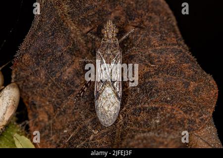 Adult Scentless Plant Bug of the Family Rhopalidae Stock Photo