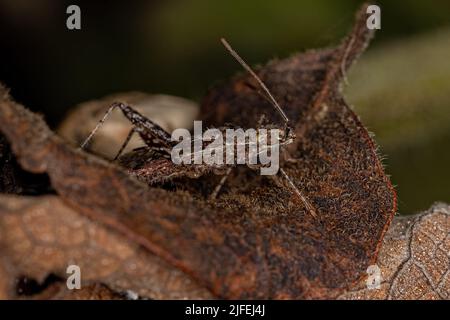 Adult Scentless Plant Bug of the Family Rhopalidae Stock Photo