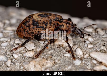 Adult True Weevil of the Family Curculionidae Stock Photo
