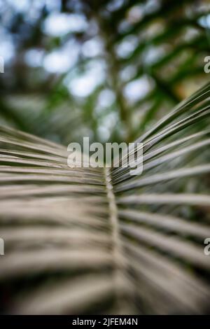 Leaves texture background for desktop and mobile skin. Branch palm. Leaves and branches of palm trees. Tropical leaf background. Green foliage. Stock Photo