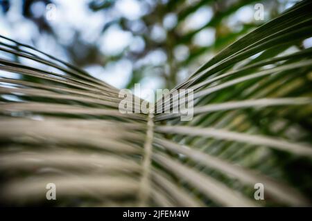 Leaves texture background for desktop and mobile skin. Branch palm. Leaves and branches of palm trees. Tropical leaf background. Green foliage. Stock Photo