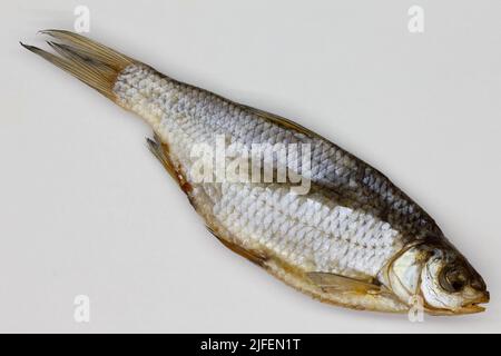 Dried fish on white background. Big dried sea roach. Salted vobla from the Volga River. Open air drying European roach using sun and wind. Isolated. Stock Photo