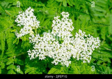 Sweet Cicely (myrrhis odorata), close up showing the flowerhead of the plant against a backdrop of it's leaves. Stock Photo