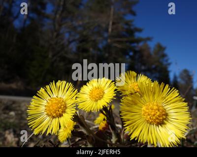 The manifestation of the sun's rays on the earth. Coltsfoot's sunny yellow head on the side of the road. Stock Photo