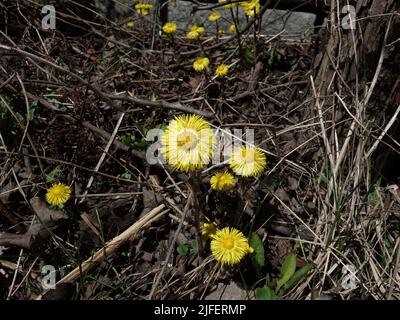 The yellow flower, Coltsfoot, shines and refreshes the otherwise gray roadside. Stock Photo