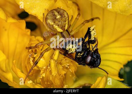 Small Female Crab Spider of the Family Thomisidae preying on a Adult Stingless Bee of the Tribe Meliponini on a yellow flower Stock Photo