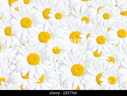 Blooming daisies abstract background. Stock Photo