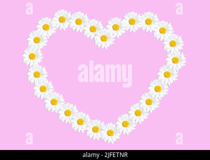 Heart shape outline made from white chamomiles isolated on pink background. Mother's Day floral background. Stock Photo