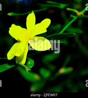 A closeup shot of a yellow barleria prionitis flower with green leaves in a blurred background Stock Photo