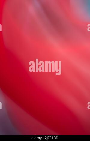 Abstract background in red burgundy tone. Gradient with waves. Vertical banner. Backdrop Stock Photo