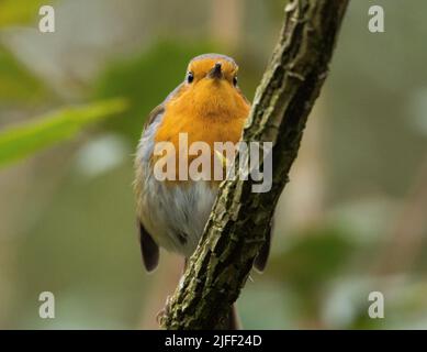 Bright Robin on a Branch Stock Photo