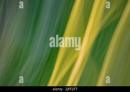 Dirty dark green abstract background with yellow diagonal lines. Ecology theme. Backdrop Stock Photo