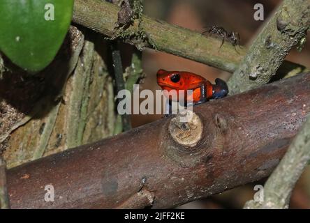 Strawberry Poison-dart Frog (Oophaga pumilio) adult standing on fallen log La Selva, Costa Rica,              March Stock Photo