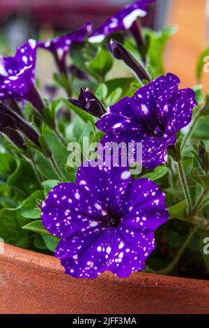 Closeup image of blooming purple and white annual Petunia Headliner Night Sky (Petunia x hybrida) planted in a clay pot. Stock Photo