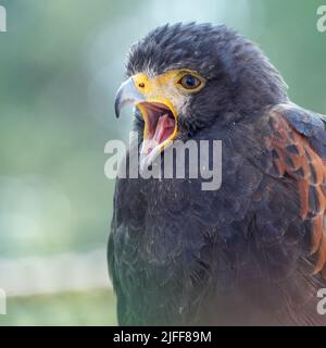 A closeup shot of a black hawk hook beak wide with blurred green on the background Stock Photo