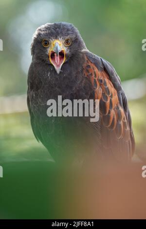 A vertical shot of a black hawk hook beak wide open with blurred green on the background Stock Photo