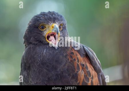 A closeup shot of a black hawk with brown eyes hook beak wide with blurred green on the background Stock Photo