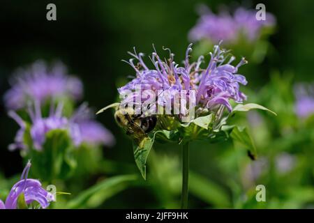 Bumblebee which is a member of the genus Bombus part of Apidae on Bee balm growing in a backyard garden. Stock Photo