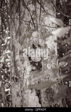 Old black and white picture of Mexican iguana is hanging and looking out of a tree nature in tropical forest and green natural background in Puerto Av Stock Photo