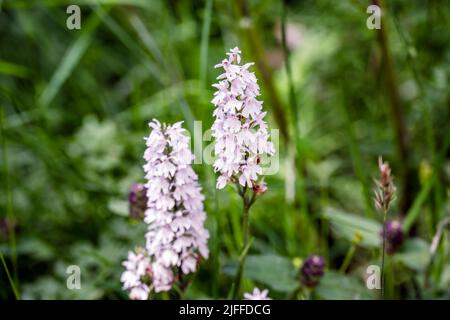 Inflorescence of a Heath Spotted-orchid or Dactylorhiza maculata in summer in England Stock Photo