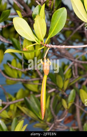 Propagules of Red Mangrove,  Rhizophora mangle.  When ripe, these young seedlings detach from the parent tree and float in the estuary until a suitabl Stock Photo