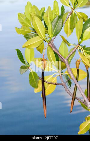 Propagules of Red Mangrove,  Rhizophora mangle.When ripe, these young seedlings detach from the parent tree and float in the estuary until a suitable Stock Photo
