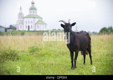 A black goat standing on the field on a background on the church - Suzdal, Russia Stock Photo