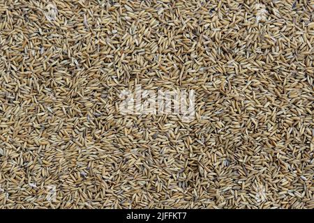 top view of paddy rice or rice seed in the background. Yellow paddy jasmine rice for background Stock Photo