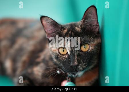 Cute cat with orange eyes lying on grey textile sofa at home. Soft fluffy purebred short hair straight-eared kitty. Background, copy space, close up. Stock Photo