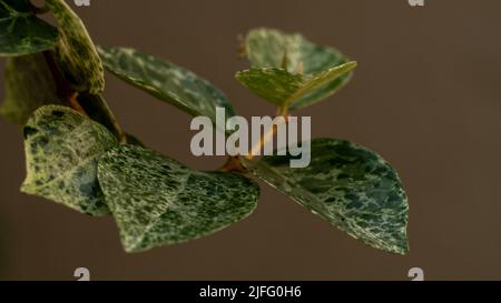 Green and white mixed leaves on brown background Stock Photo