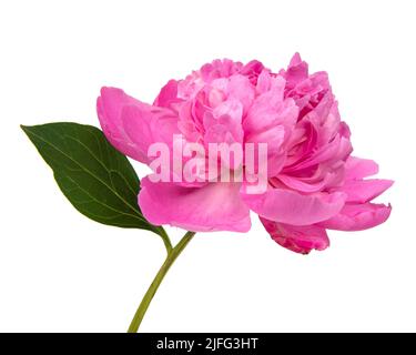 Elegant beautiful peony flower isolated on the white background Stock ...