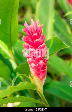 Red Ginger Flower Growing on a Ginger Plant Stock Photo